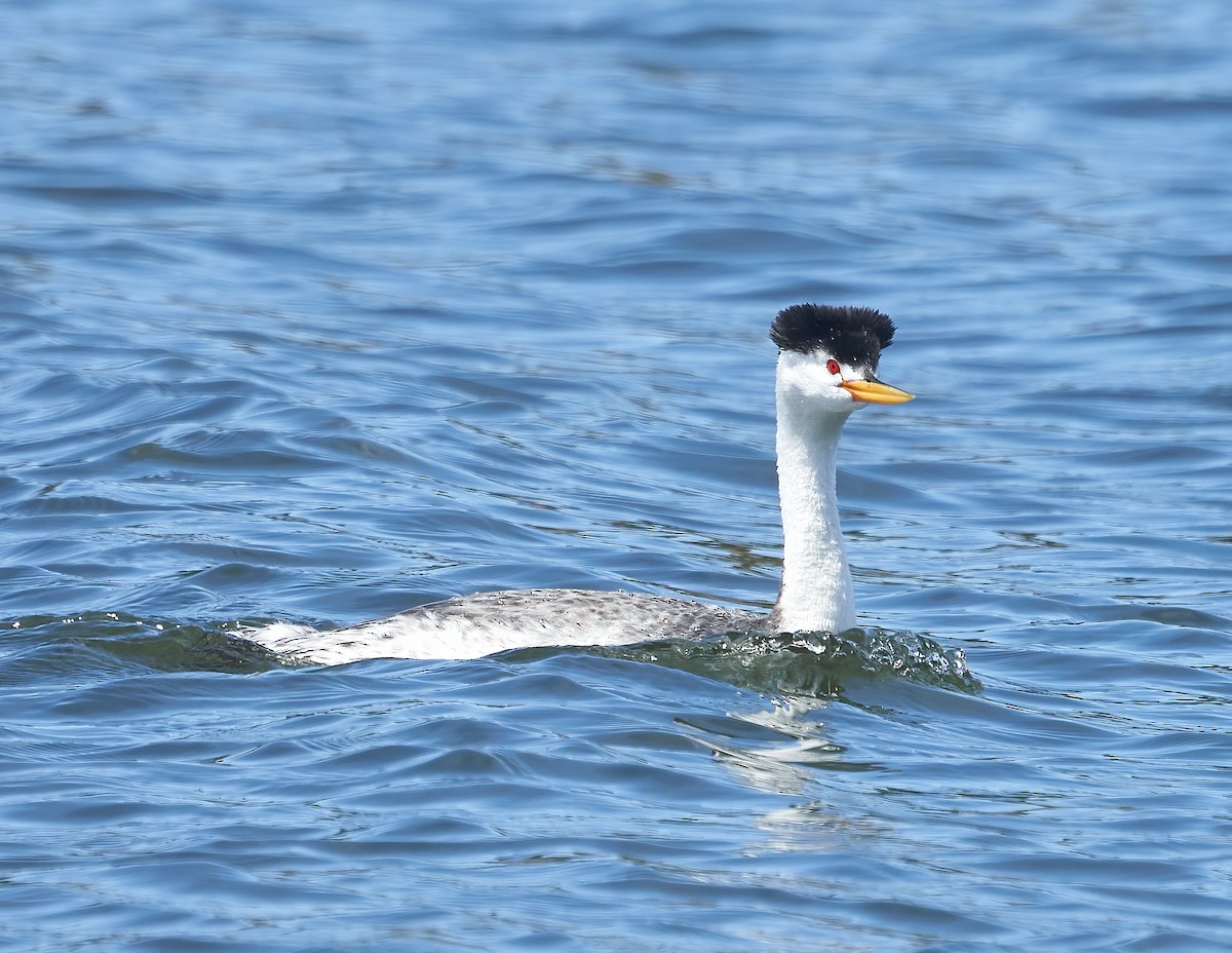 Clark's Grebe - ML586688831