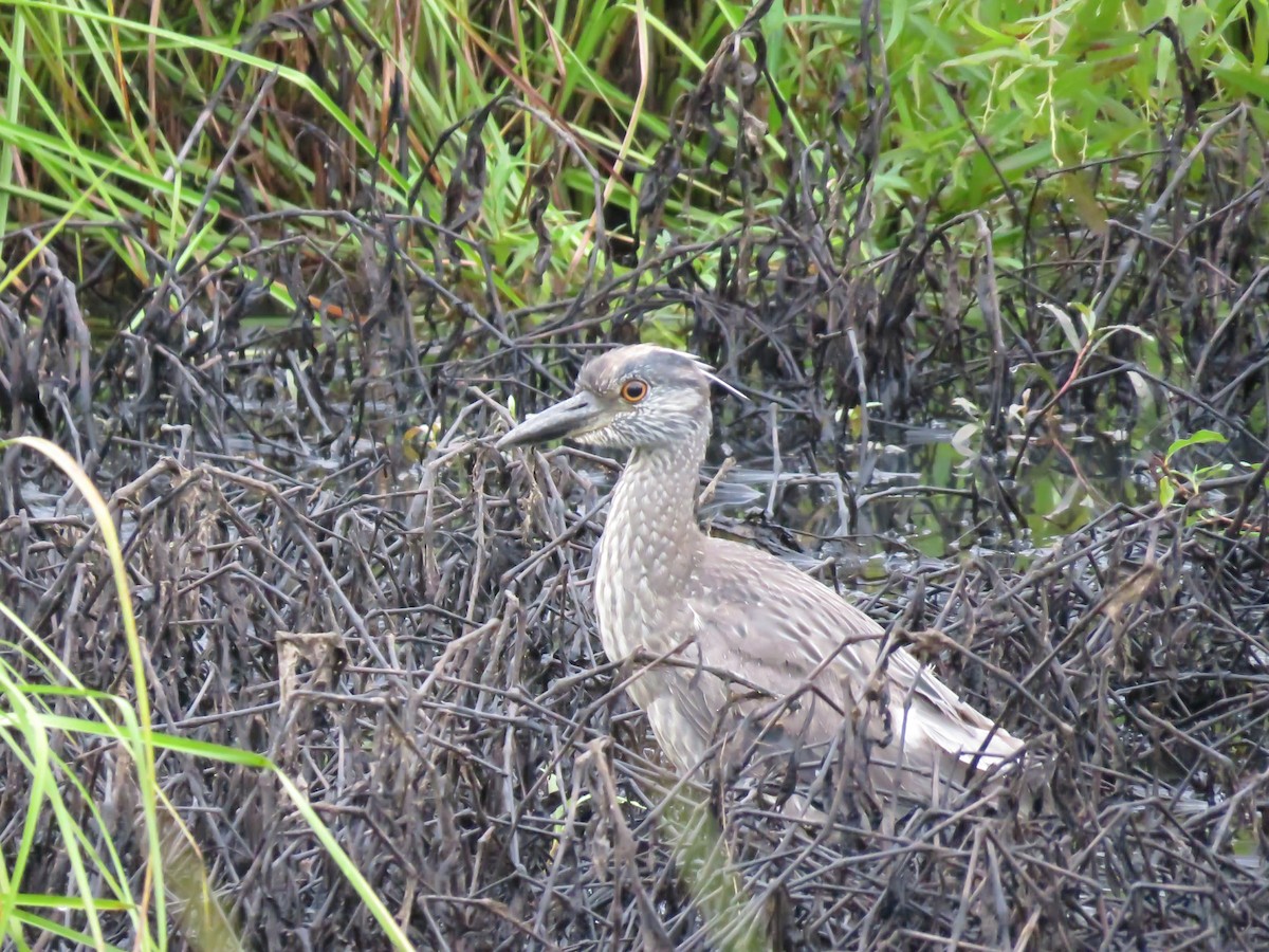 Yellow-crowned Night Heron - ML586689271