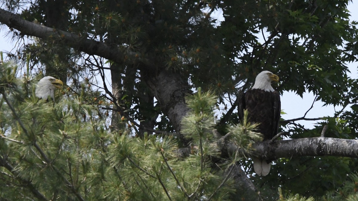 Bald Eagle - ML586689511