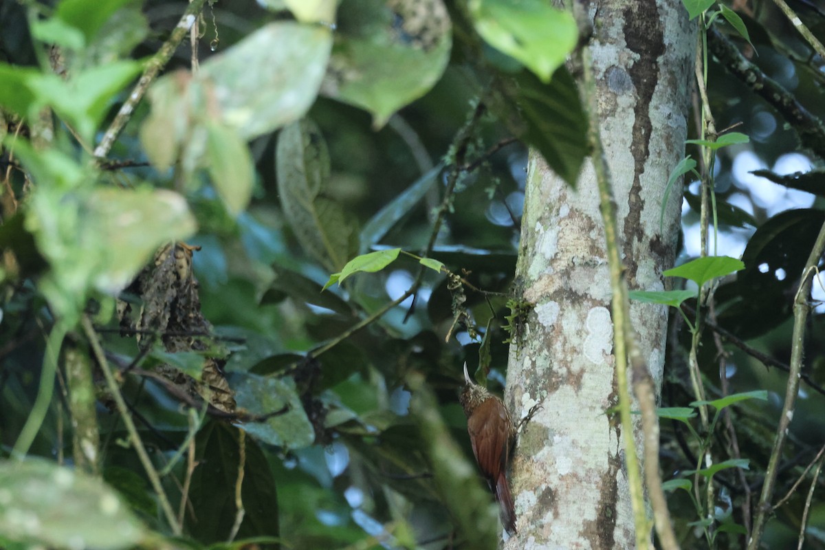 Spotted Woodcreeper (Berlepsch's) - ML586689521