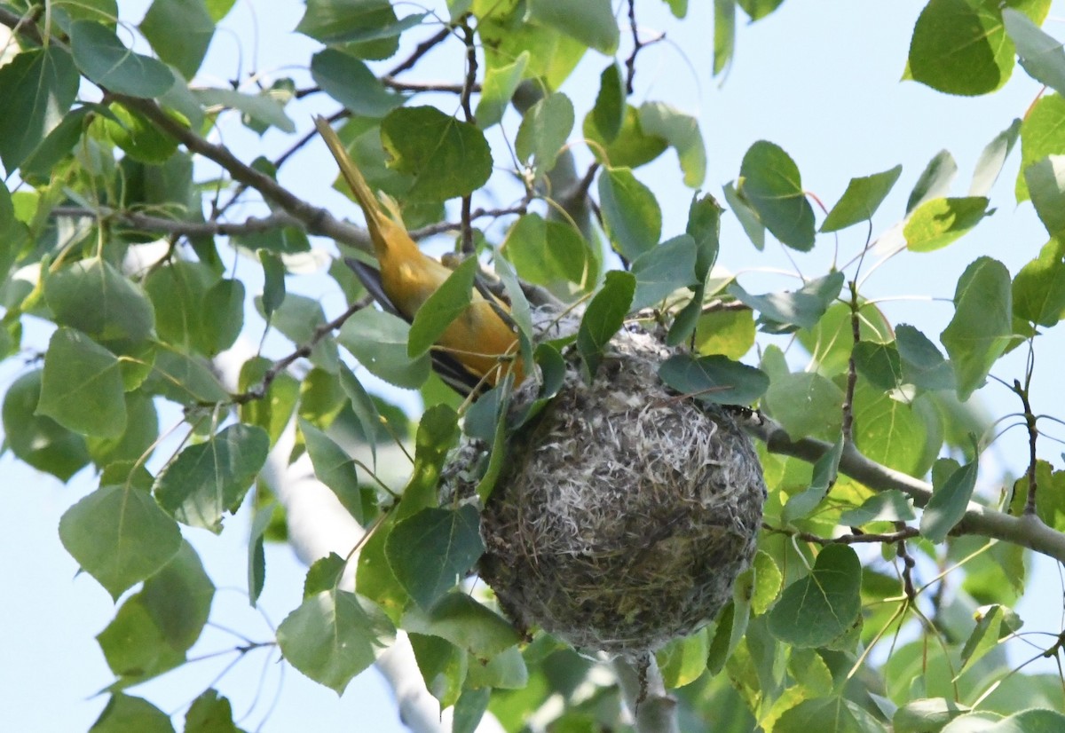 Baltimore Oriole - ML586690051