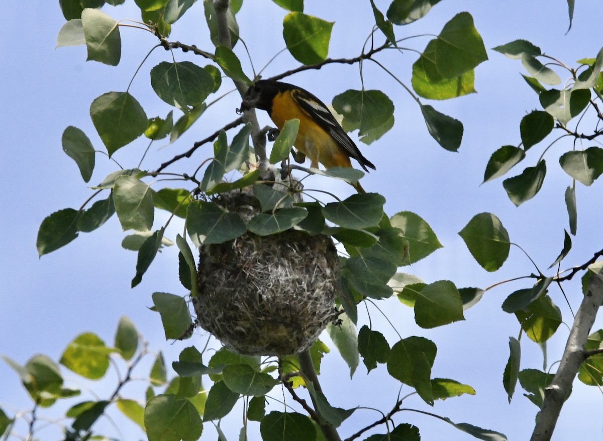 Baltimore Oriole - ML586690141