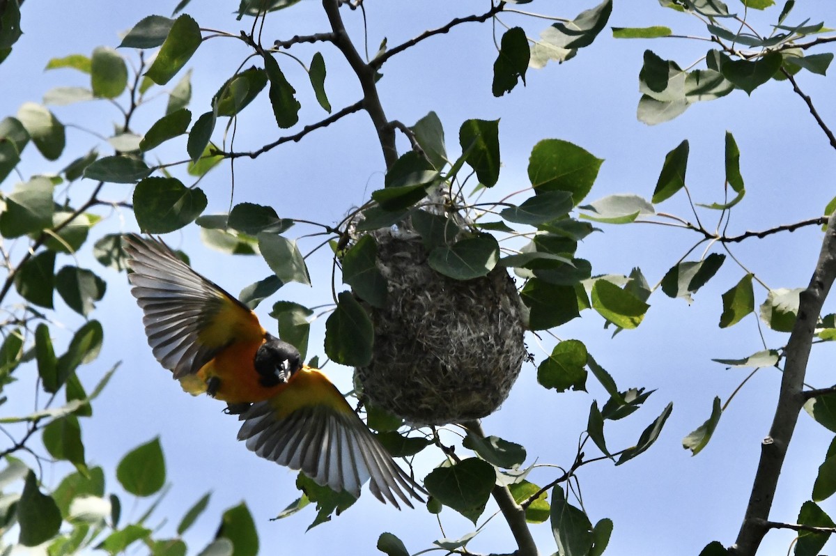 Baltimore Oriole - ML586690201