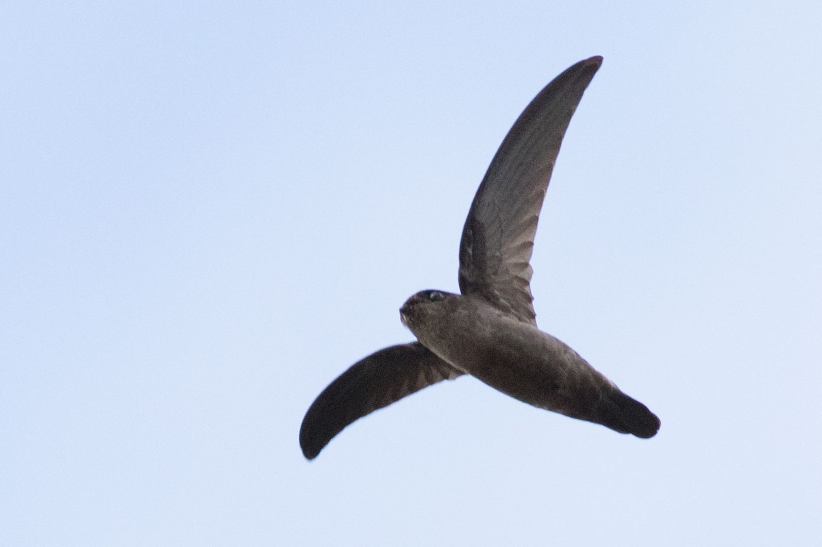 dark swiftlet sp. - Doug Gochfeld