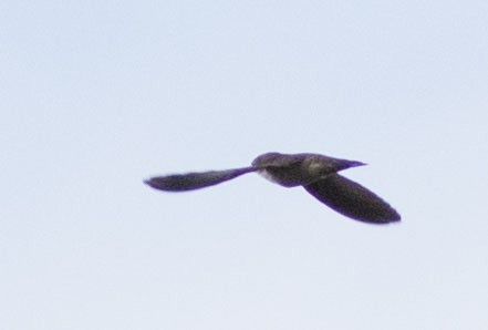 dark swiftlet sp. - Doug Gochfeld