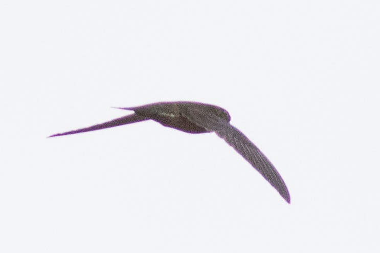 dark swiftlet sp. - Doug Gochfeld