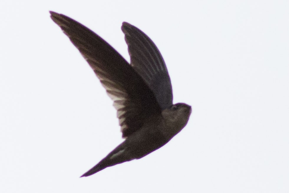 dark swiftlet sp. - Doug Gochfeld