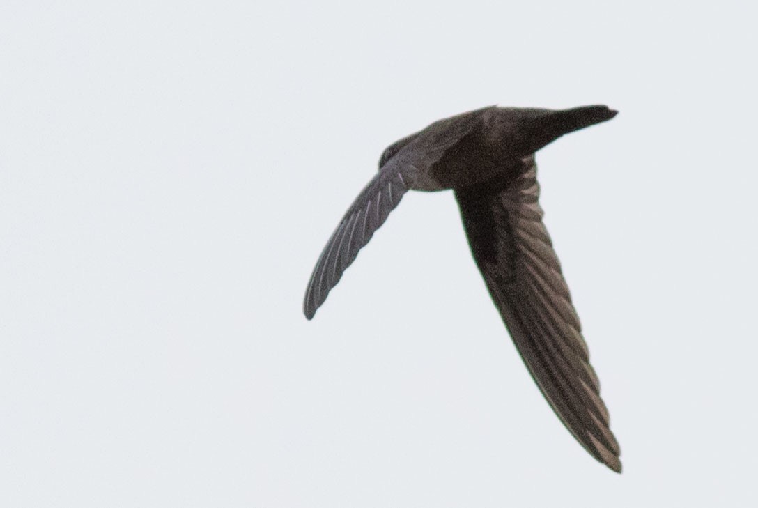 dark swiftlet sp. - Doug Gochfeld