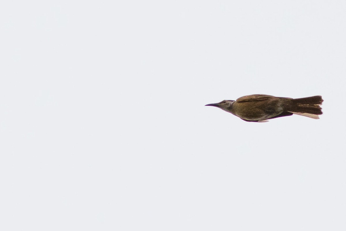 Tawny-breasted Honeyeater - Doug Gochfeld