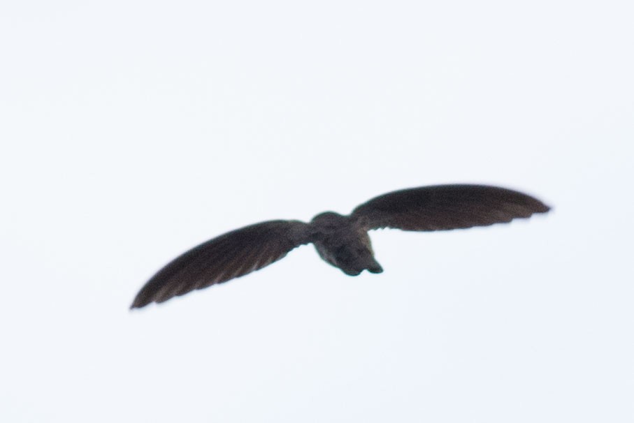 dark swiftlet sp. - Doug Gochfeld