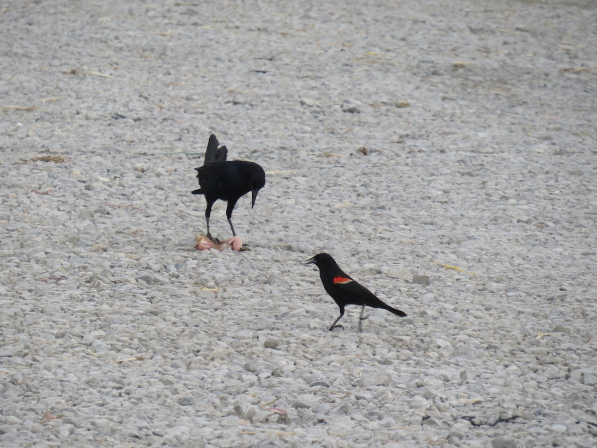 Red-winged Blackbird - Eric Cormier