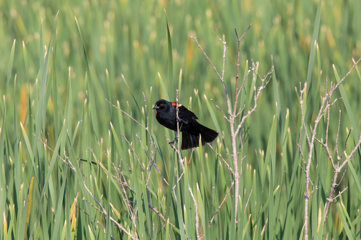 Red-winged Blackbird (Red-winged) - ML586693061