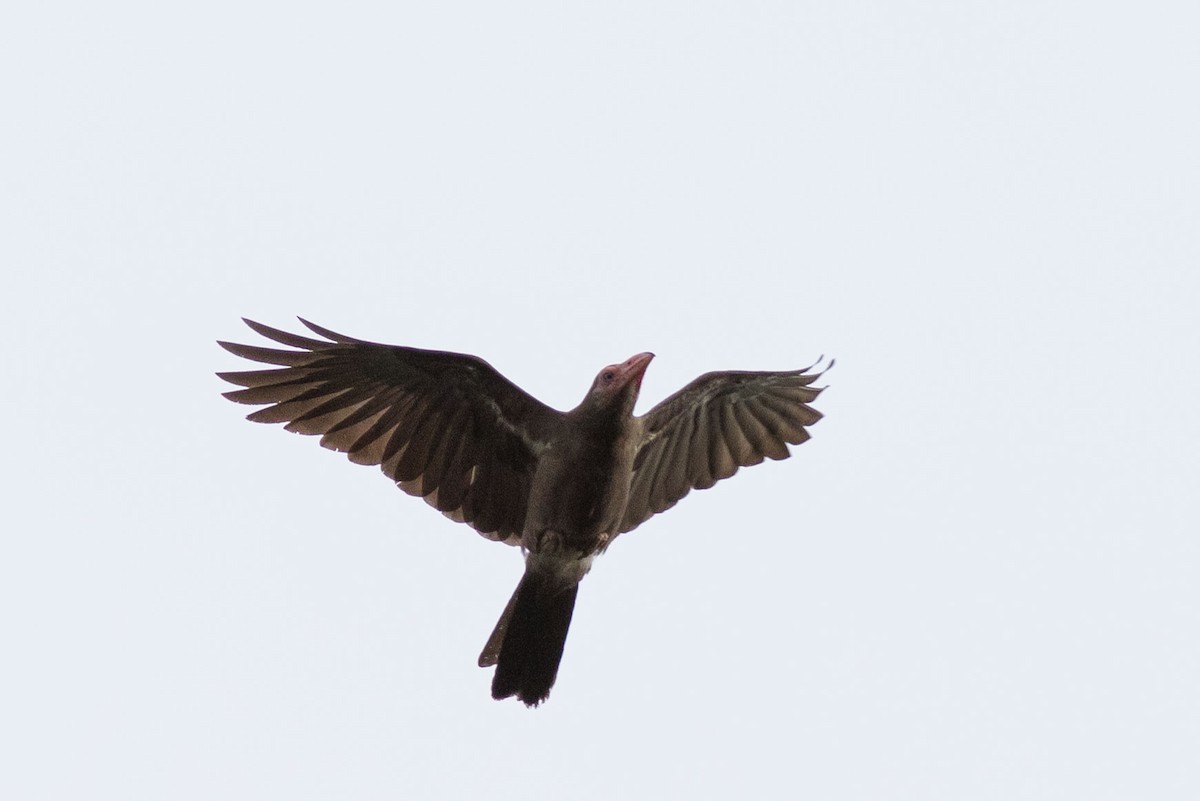 Новогвинейская ворона - ML586693711