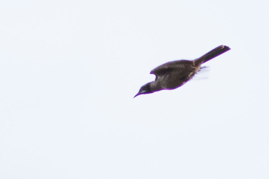 Streak-headed Honeyeater - ML586693871