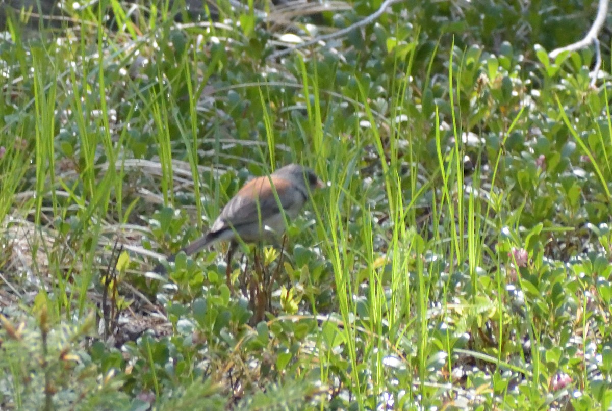 Junco ardoisé (caniceps) - ML586694121