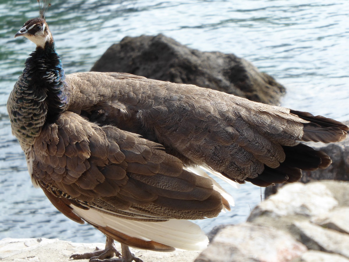 Indian Peafowl (Domestic type) - ML586694441