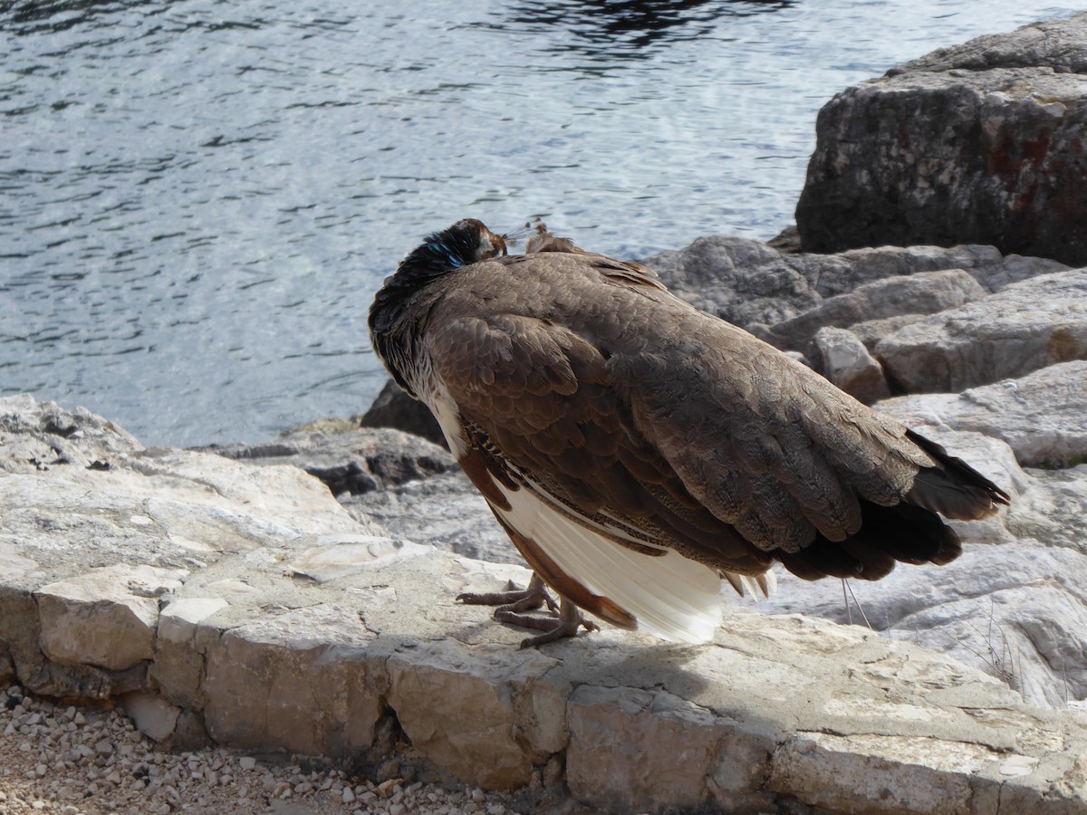 Indian Peafowl (Domestic type) - ML586694451