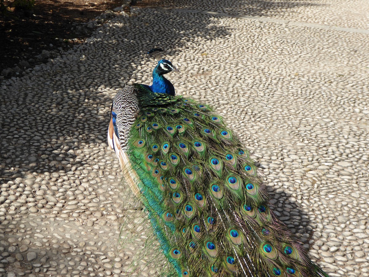 Indian Peafowl (Domestic type) - ML586694461