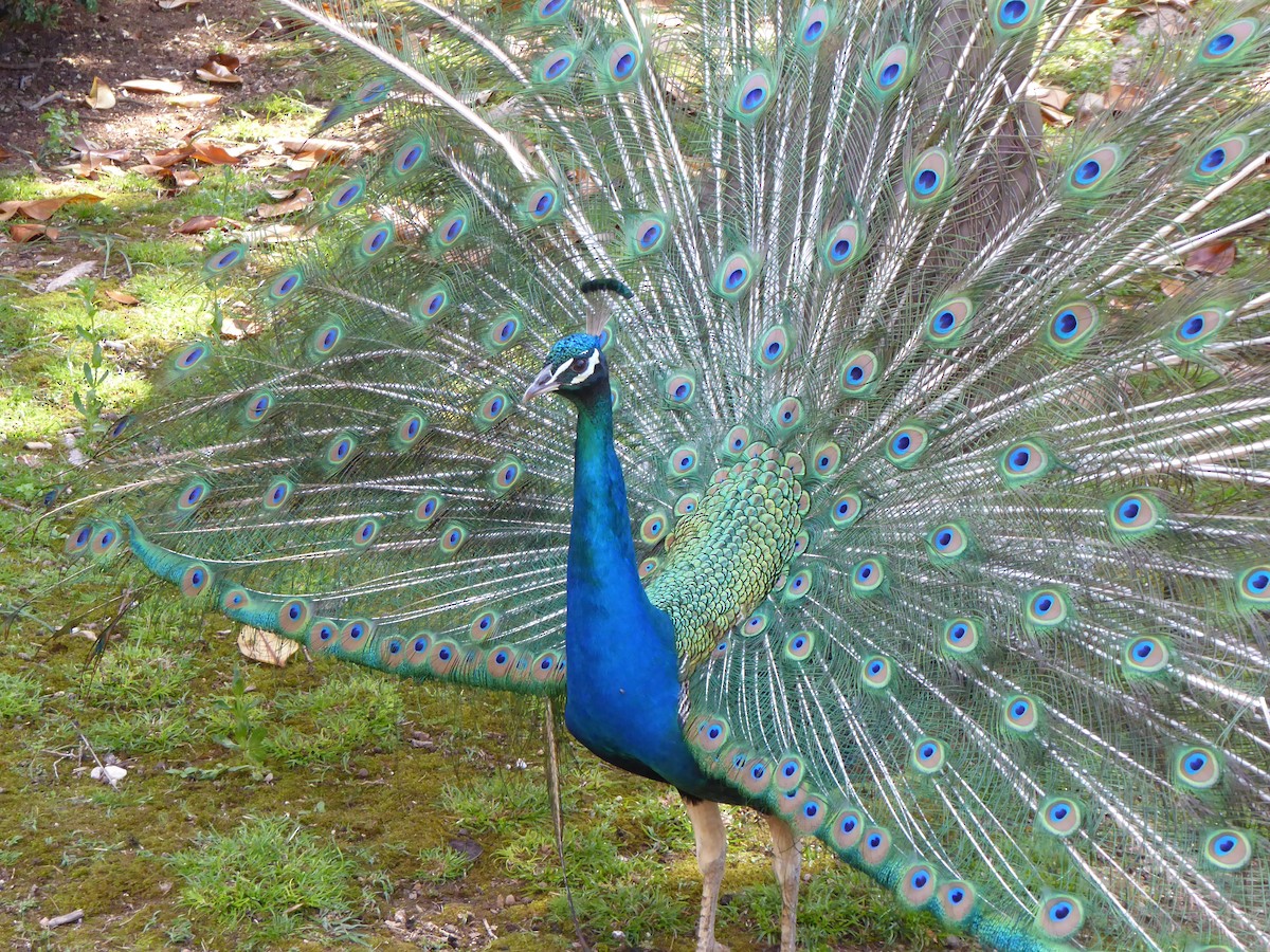 Indian Peafowl (Domestic type) - ML586694471