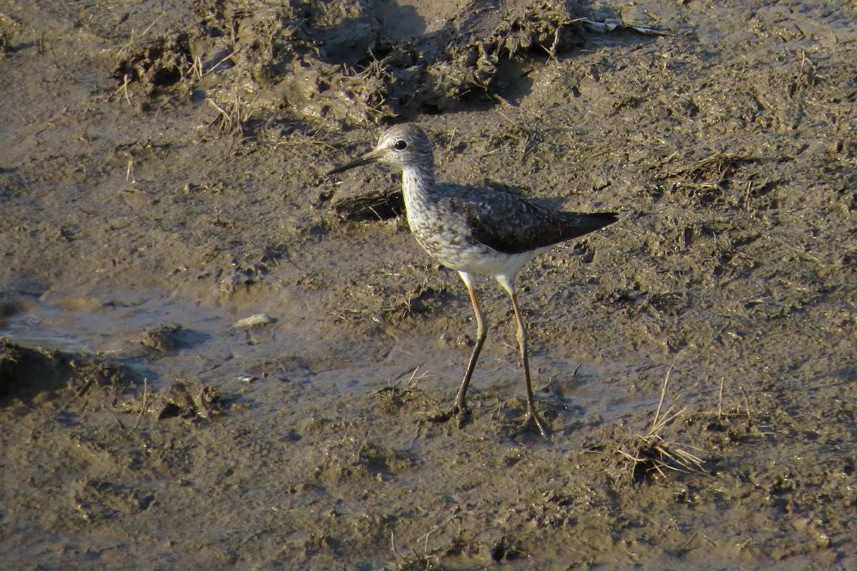 Lesser Yellowlegs - ML586694671