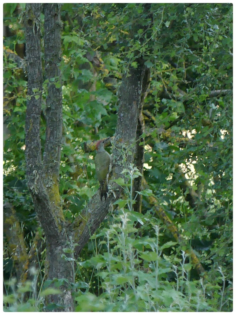 Iberian Green Woodpecker - ML586695521