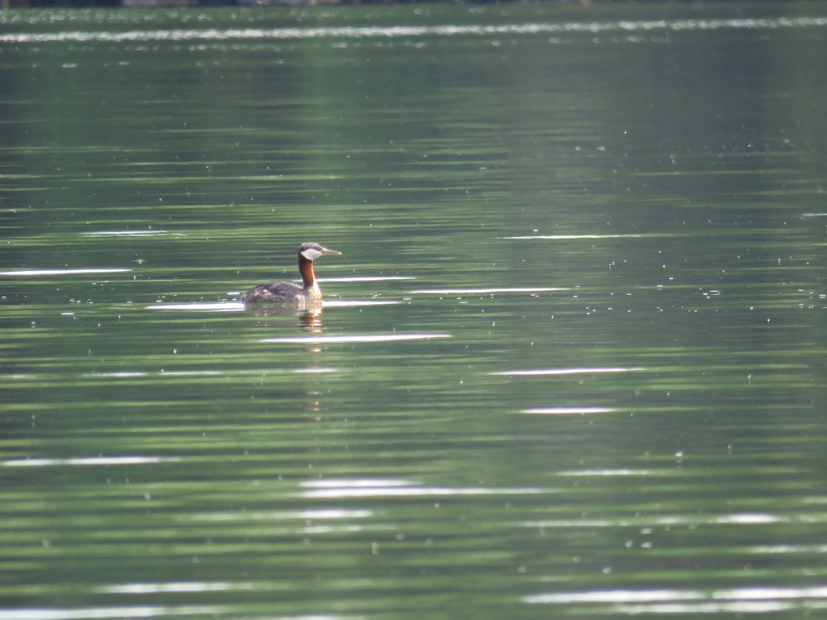 Red-necked Grebe - ML586695691