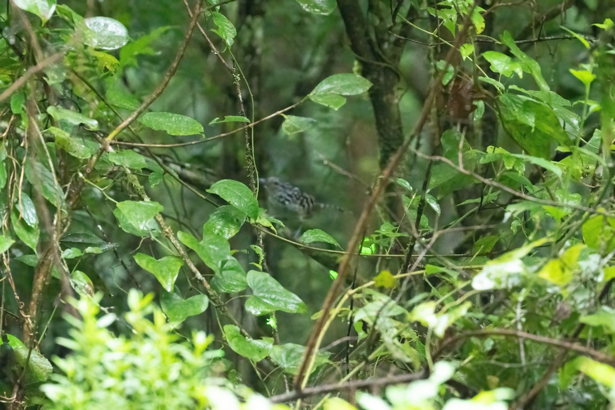 Spot-backed Antshrike - ML586695911