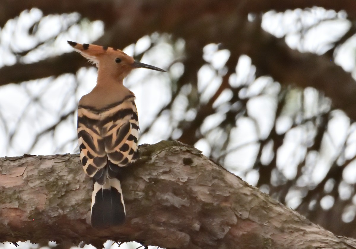 Eurasian Hoopoe - ML586696471