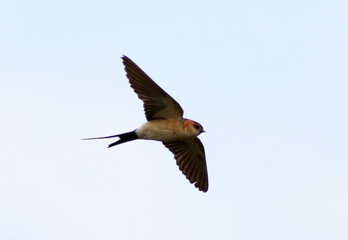 Red-rumped Swallow - ML586697441