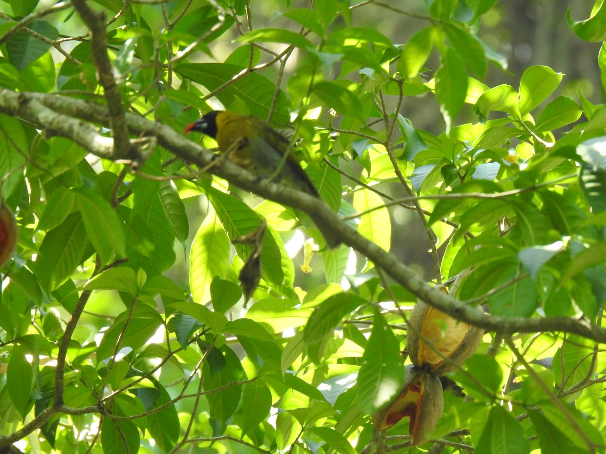 Black-faced Grosbeak - Justin Harris