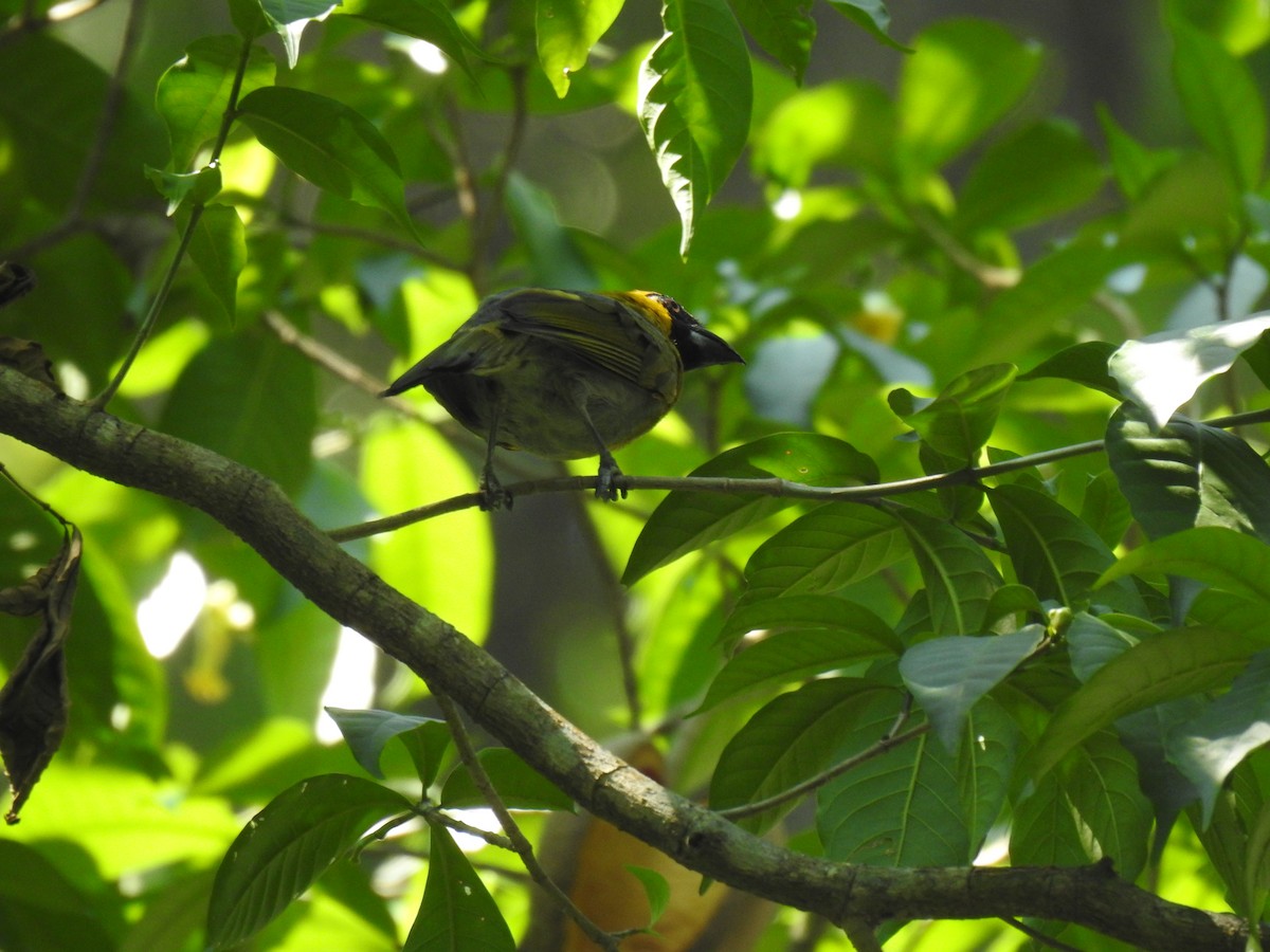 Black-faced Grosbeak - ML586698151