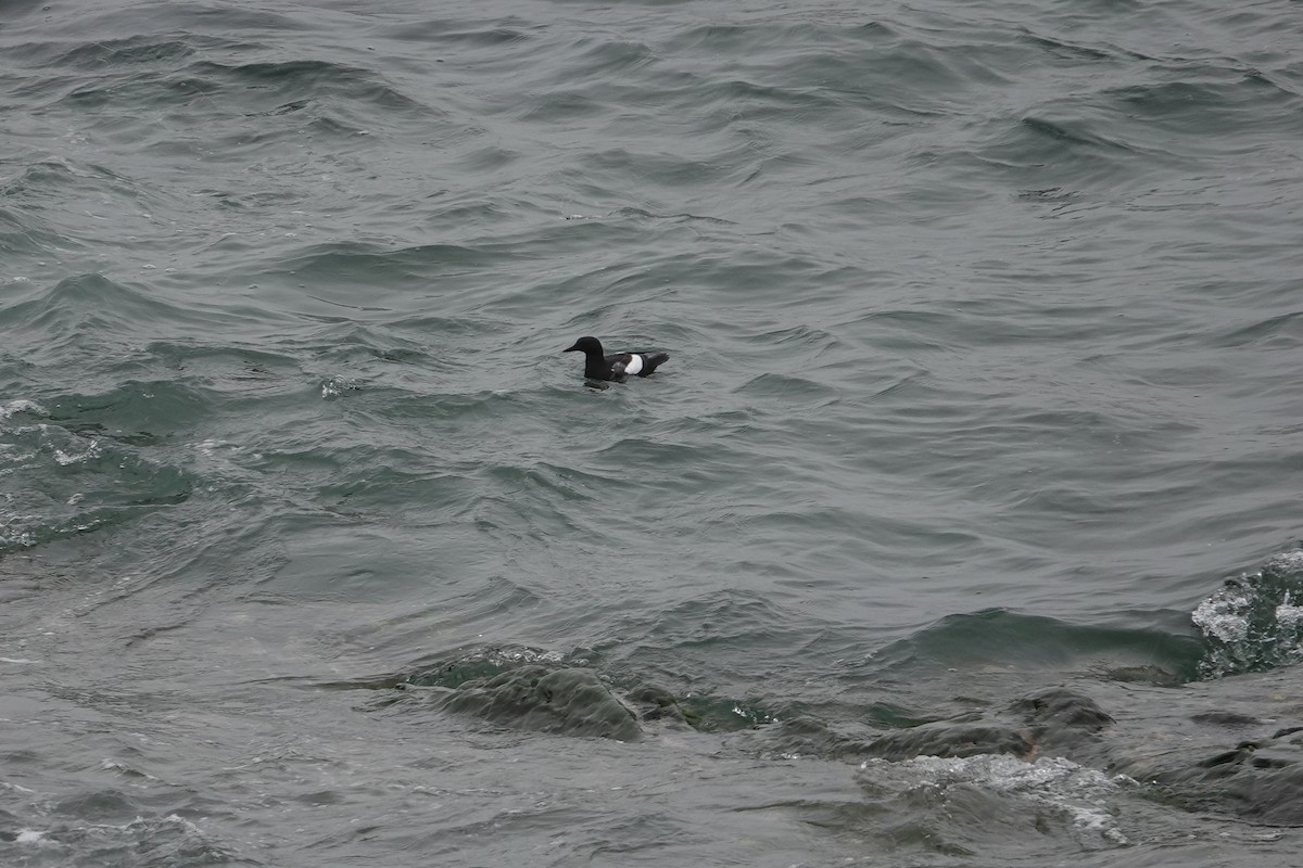 Guillemot à miroir - ML586700721