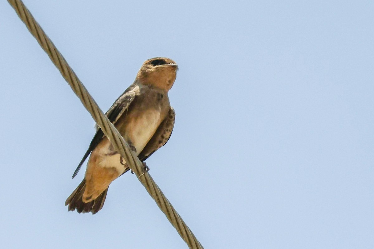 Northern Rough-winged Swallow - ML586701051