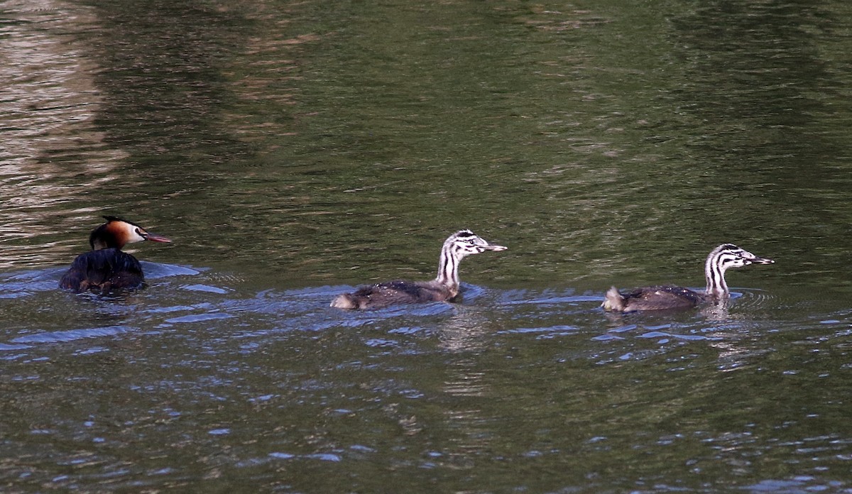 Great Crested Grebe - Miguel García