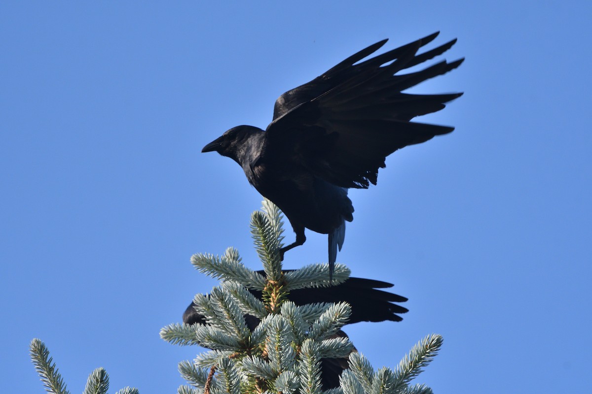 Fish Crow - Louis Lemay