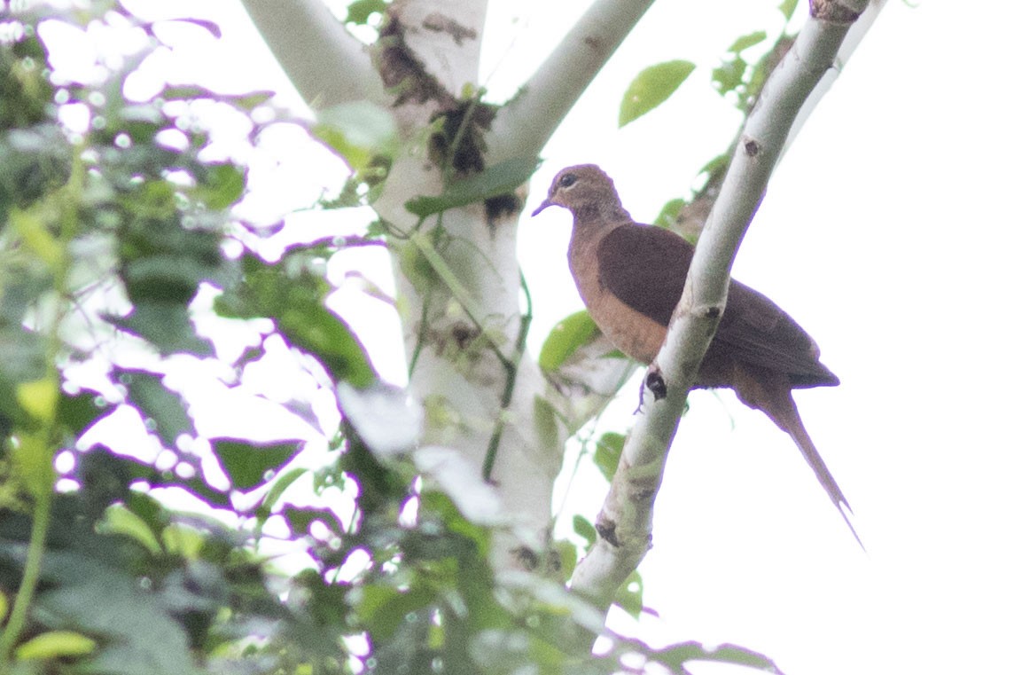 Amboyna Cuckoo-Dove - ML586703521