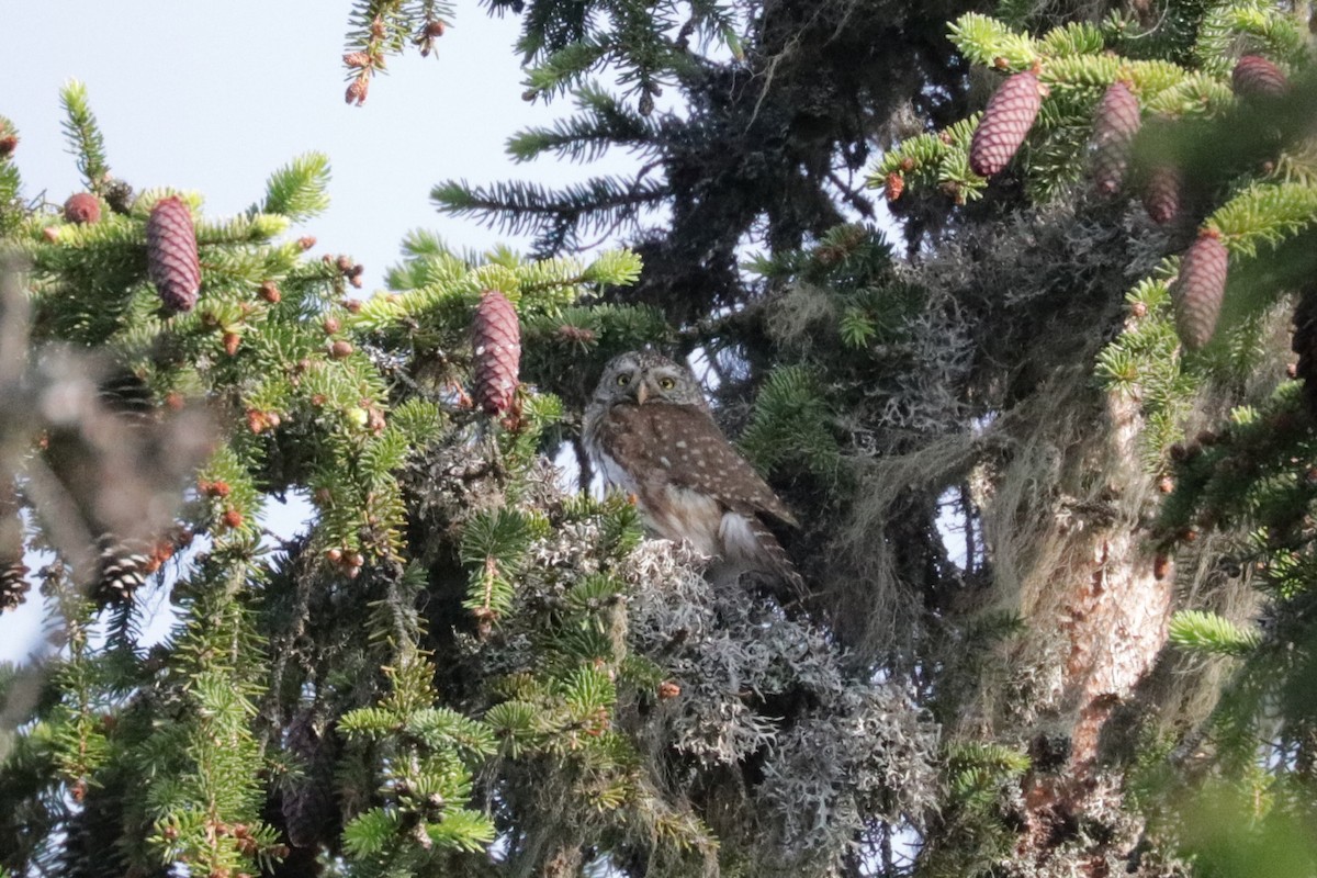 Eurasian Pygmy-Owl - Émile Brisson-Curadeau