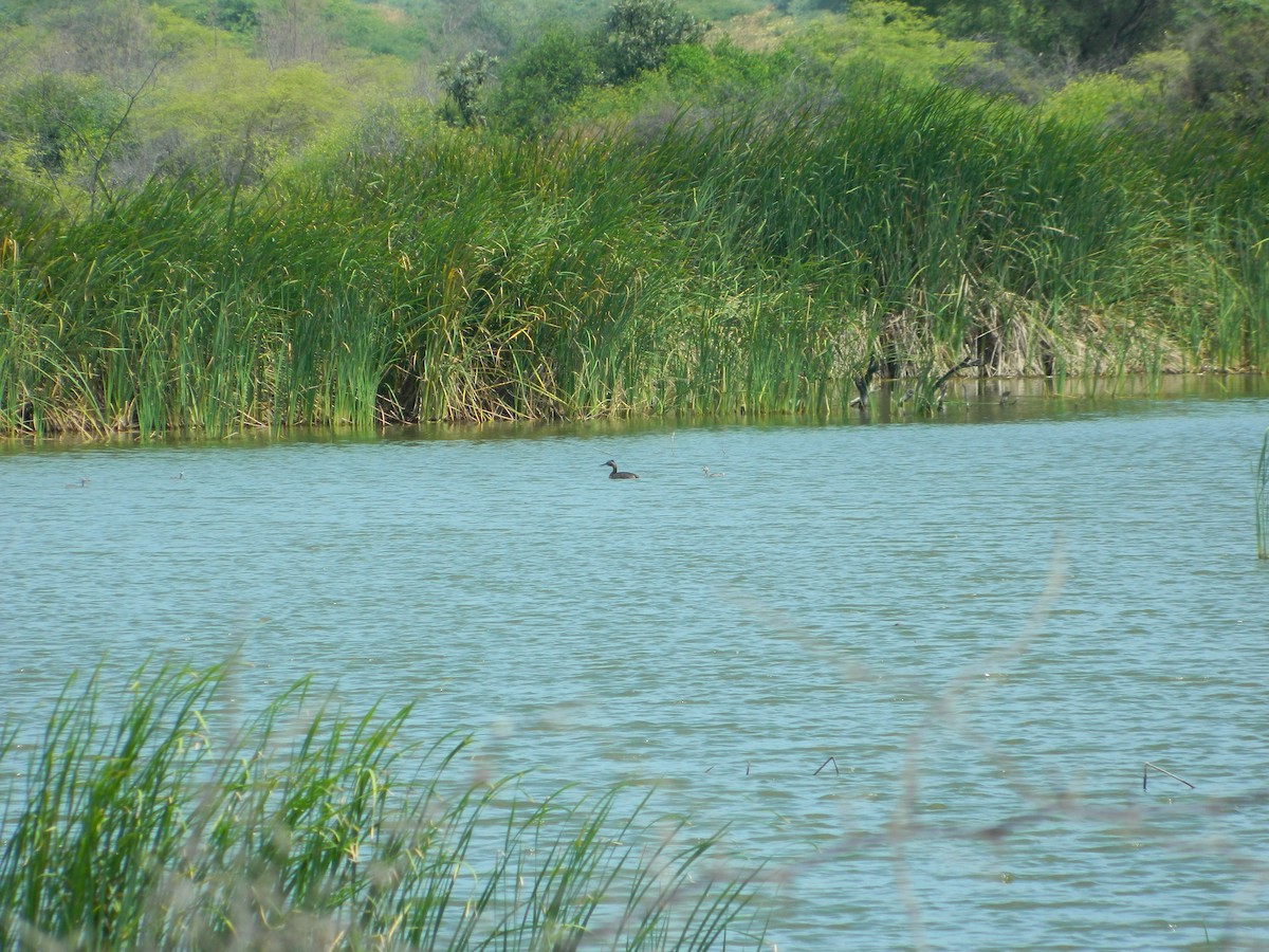 Great Grebe - ML58670491