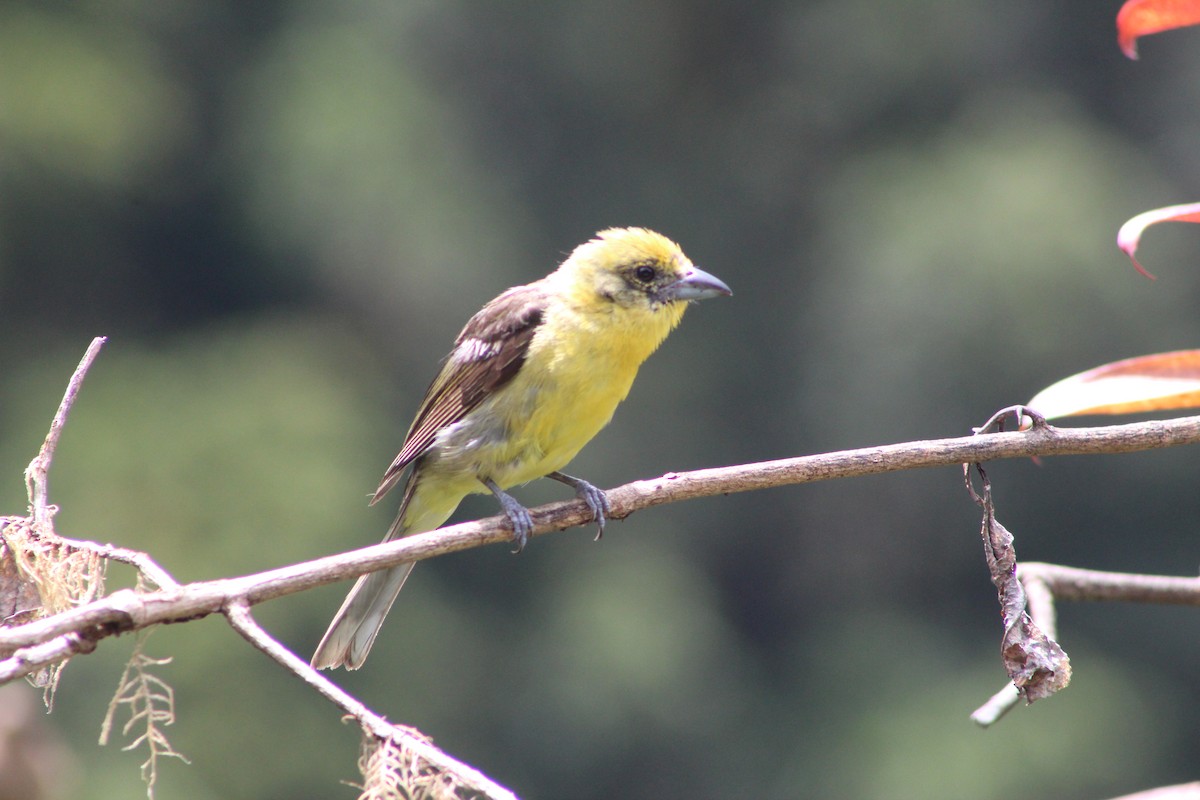 Flame-colored Tanager - ML586705361