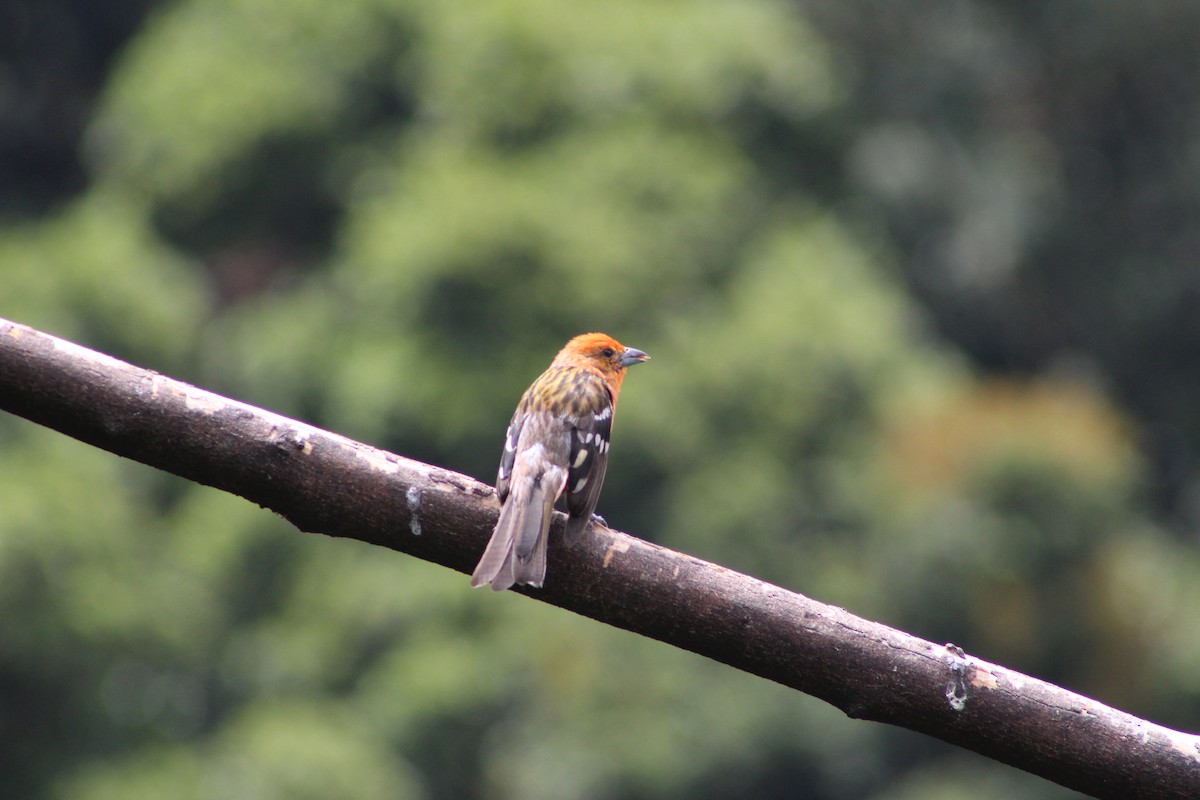 Flame-colored Tanager - ML586705401