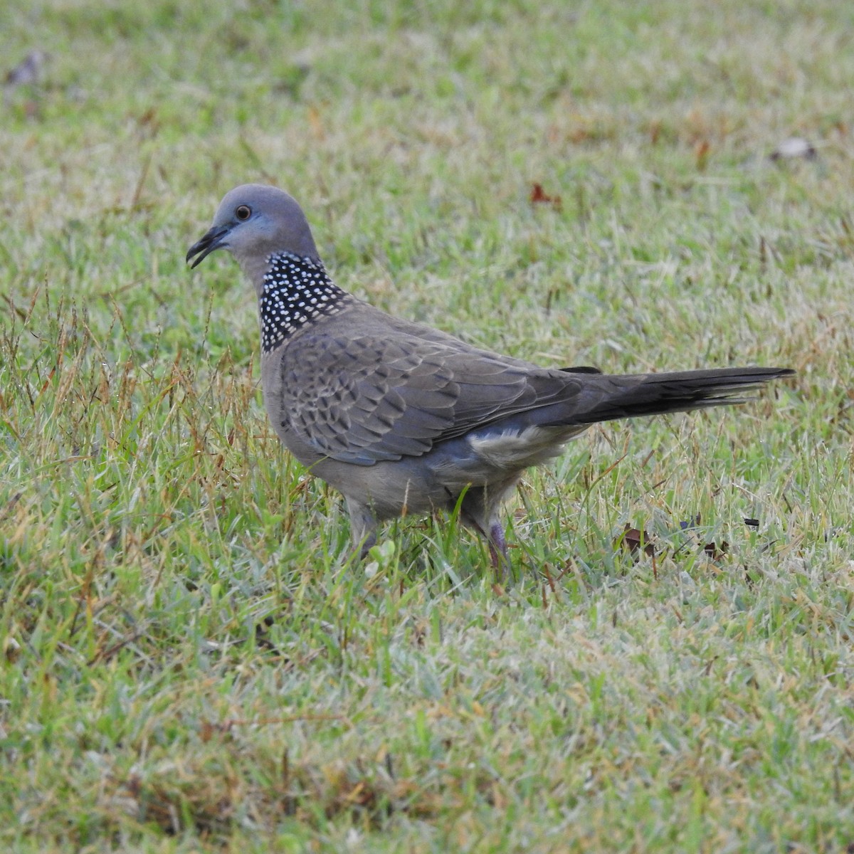 Spotted Dove - ML586705571