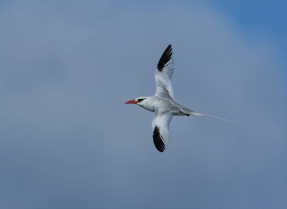 Red-billed Tropicbird - Jacob Everitt