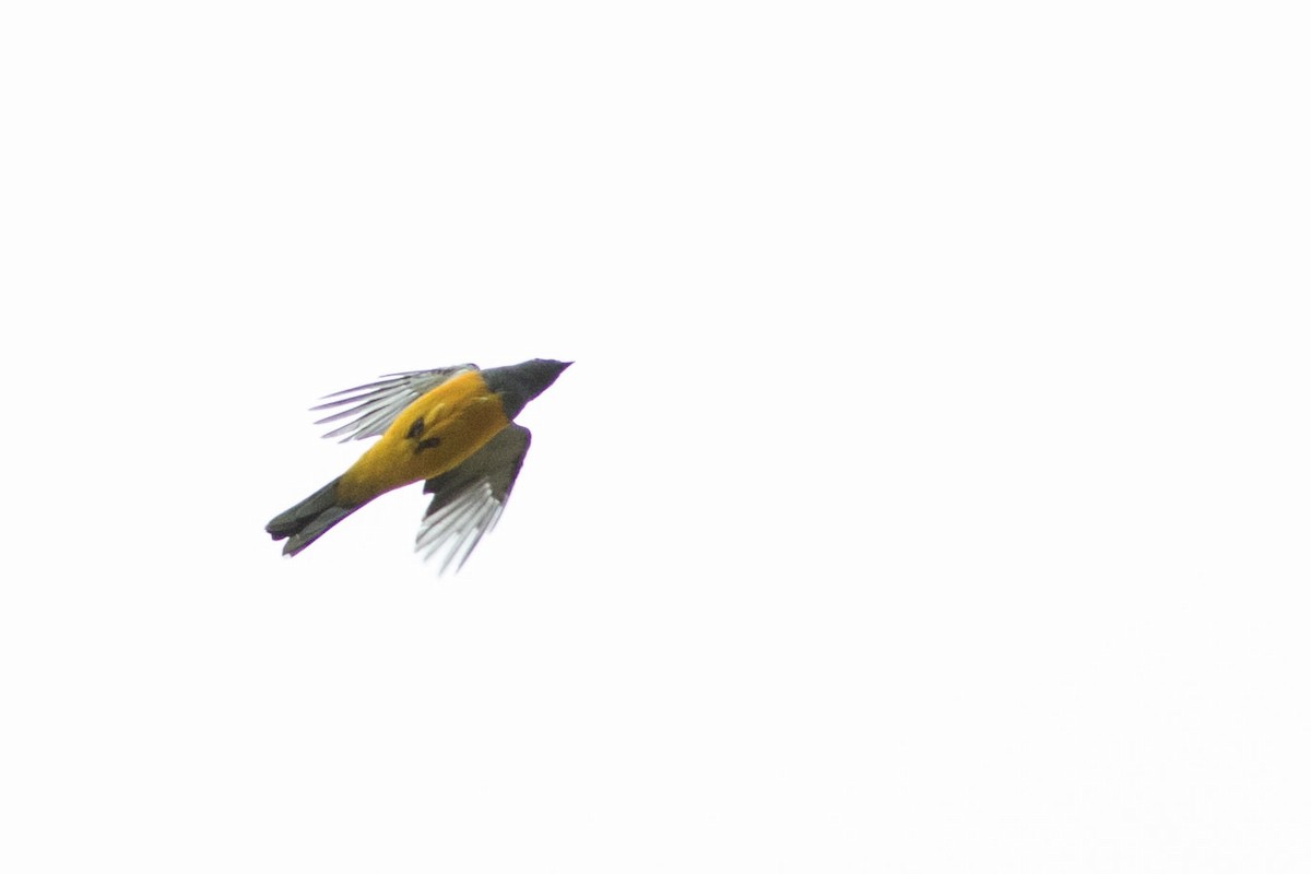 Golden Cuckooshrike - Doug Gochfeld