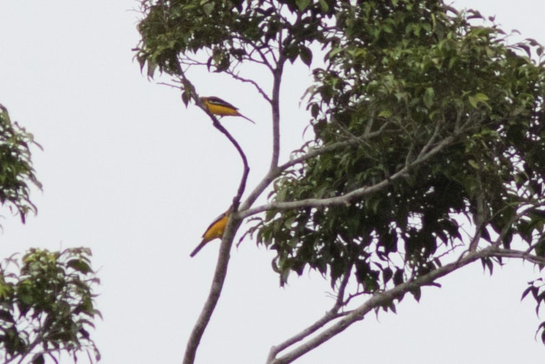 Golden Cuckooshrike - ML586706401