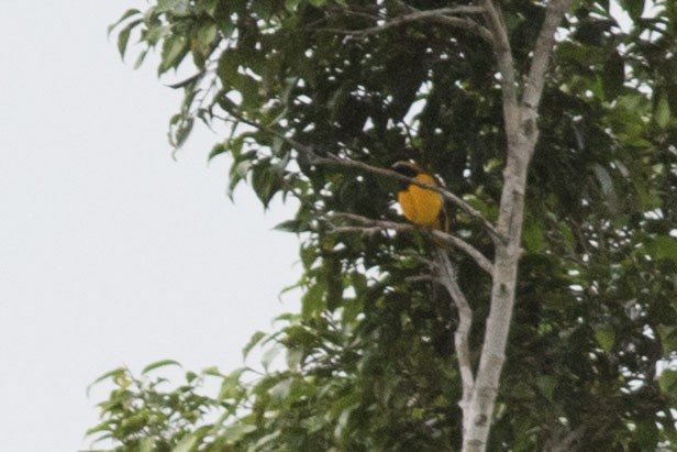 Golden Cuckooshrike - ML586706531