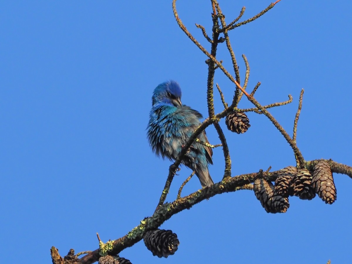 Indigo Bunting - ML586708021