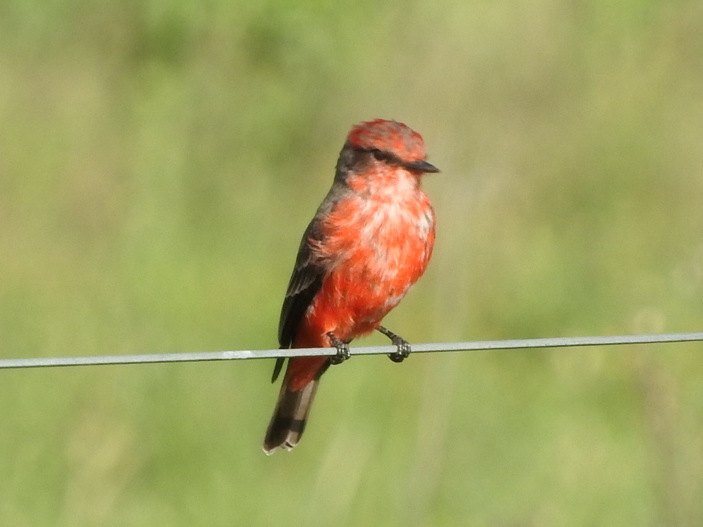 Vermilion Flycatcher - Andres Alejandro  Caric