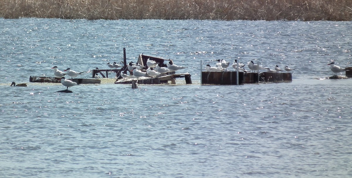 Caspian Tern - ML58670931