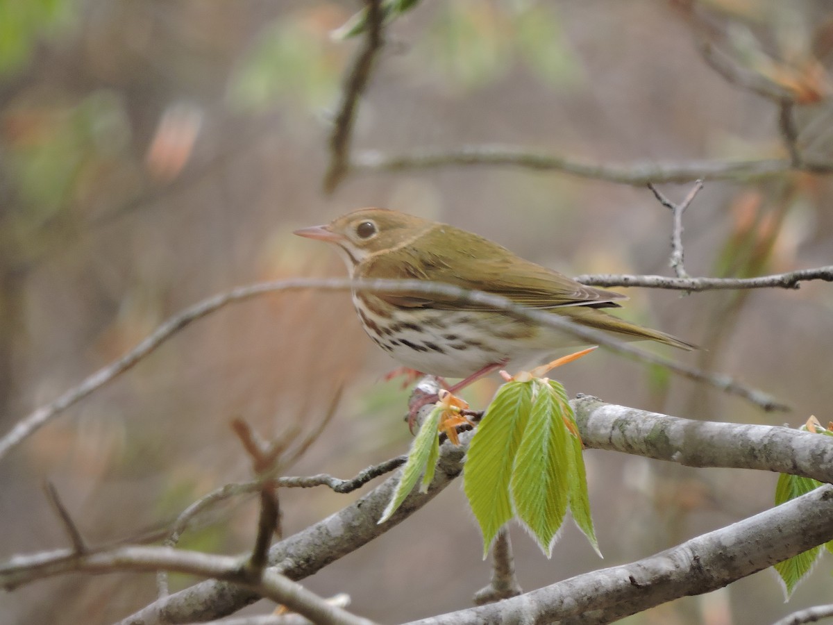 Ovenbird - Melody Walsh