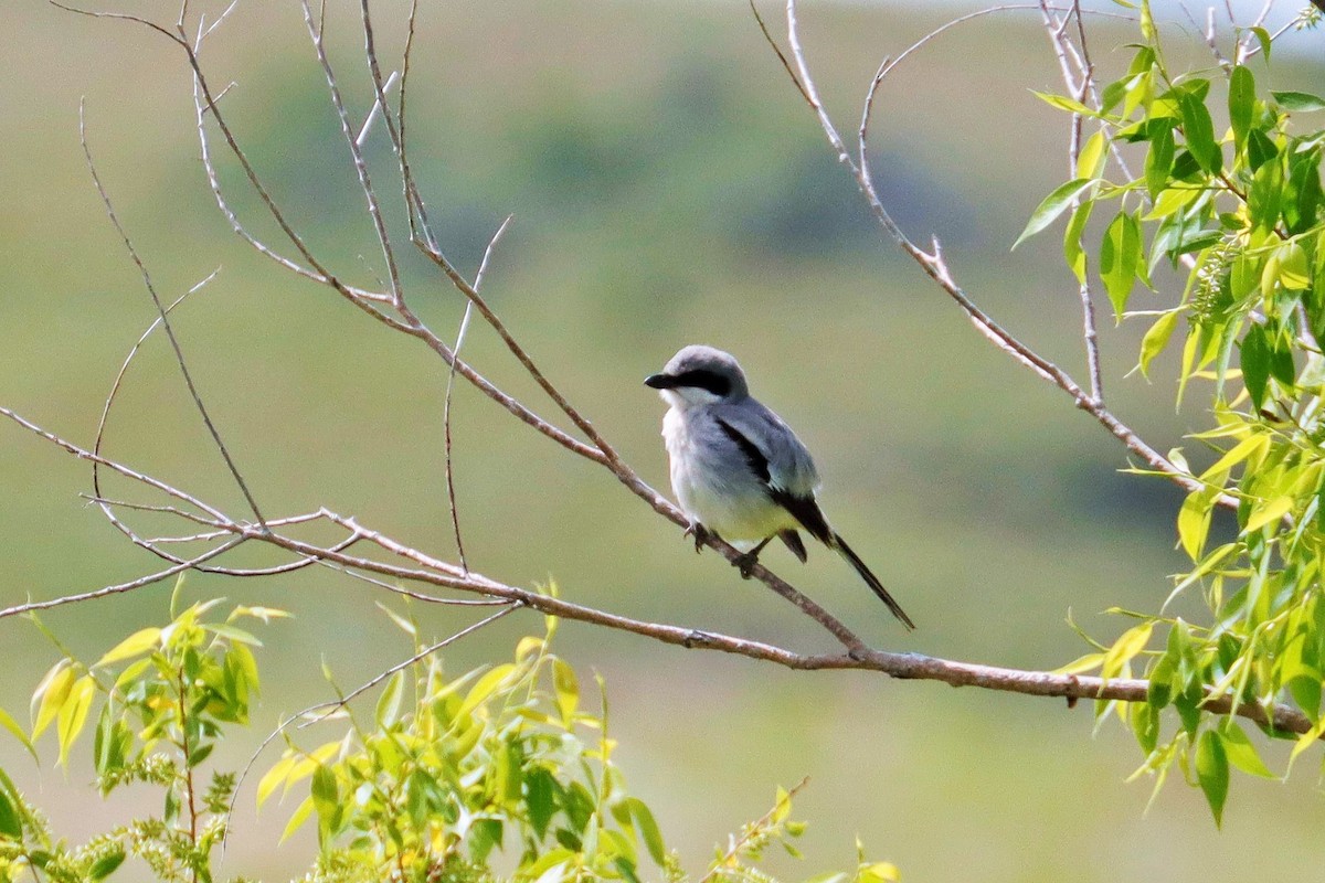 Loggerhead Shrike - ML586710131